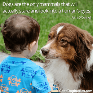 Dog quotes Jerry OConnell