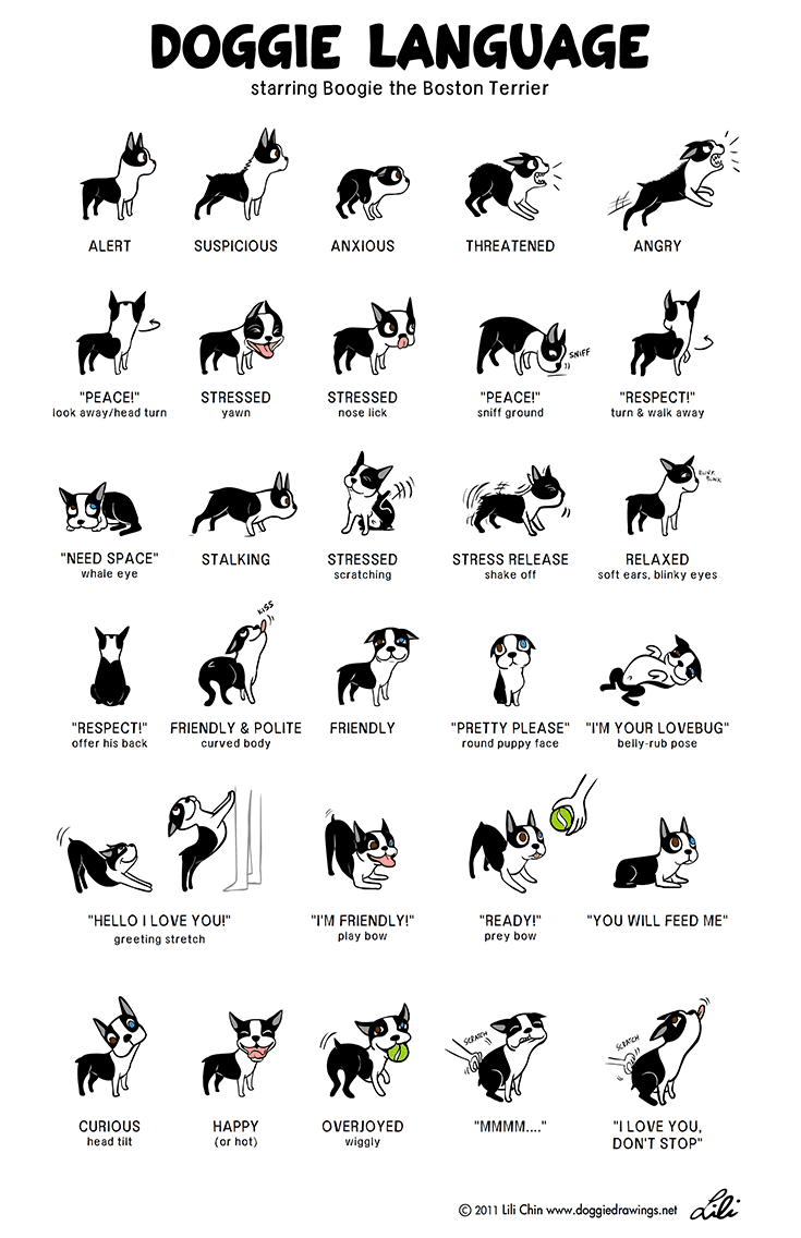 Dog Body Language Infographic