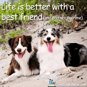 Dog Quotes Best Friends