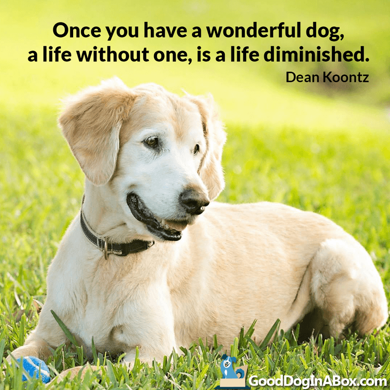 Dog Quotes Dean Koontz