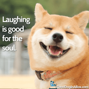 Dog Quotes Laughing