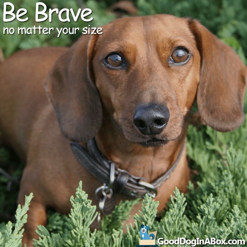 Dog Quotes Be Brave