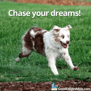 Dog Quotes Images Chase Your Dreams