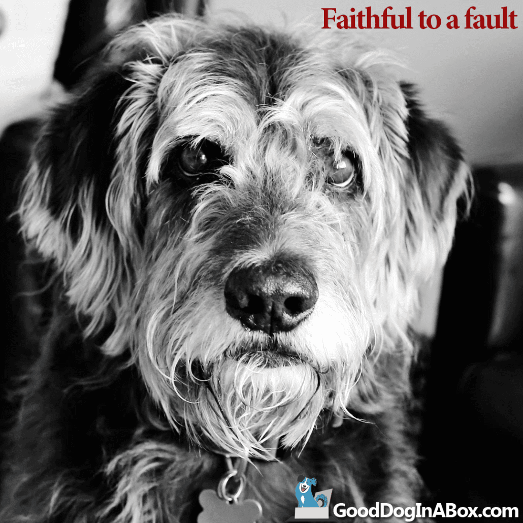 Dog Quotes Faithful to a Fault