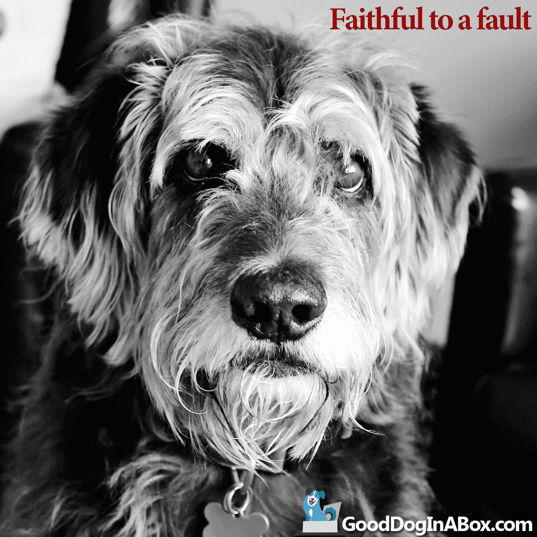 Dog Pictures: Faithful to a Fault - Good Dog in a Box