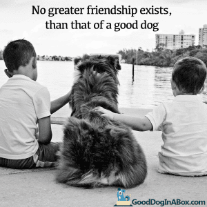 Dog Quotes Friendship