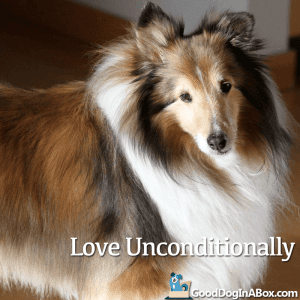 Dog Pictures Love Unconditionally