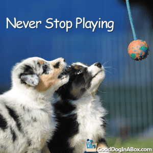 Dog Pictures - Playing
