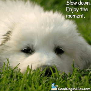 Dog Quotes - Enjoy the moment