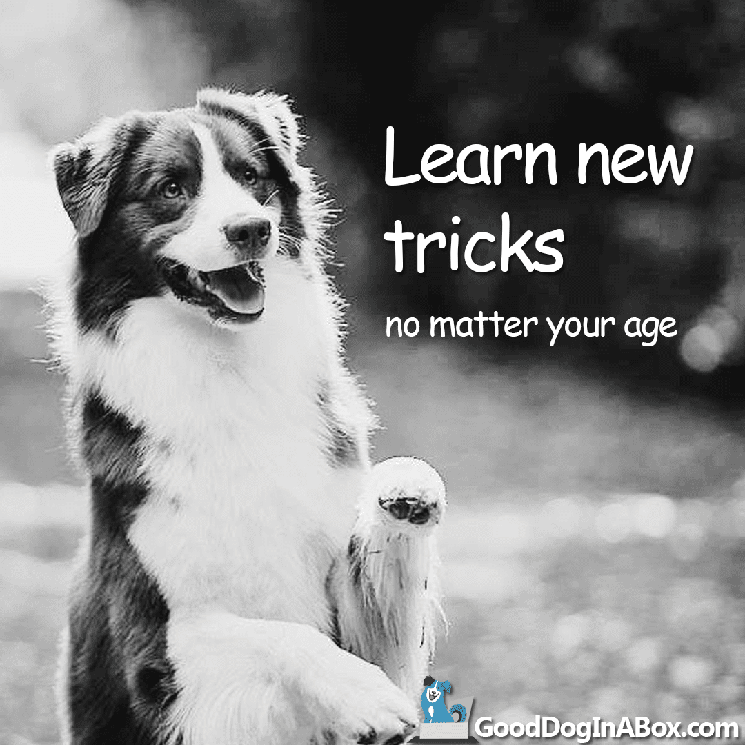 Dog Pictures Learn New Tricks