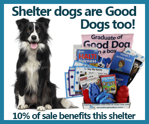 Shelter dogs are good dogs too
