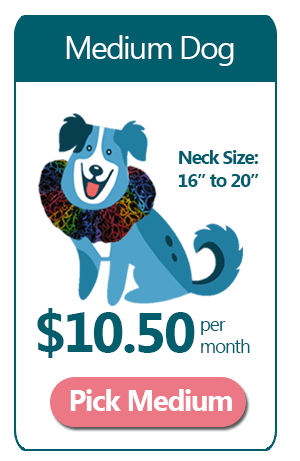 Medium 12 Month Ruffle Dog Collar Subscription