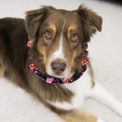 Reversible Ruffle Dog Collars Handmade in the USA - Good Dog in a Box