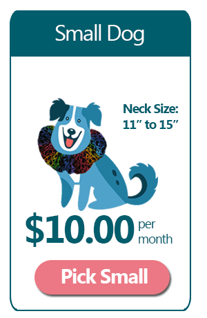 Small 12 Month Ruffle Dog Collar Subscription