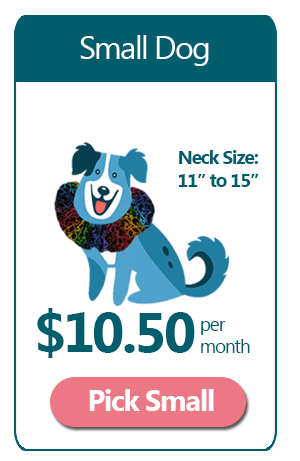 Small 6 Month Ruffle Dog Collar Subscription
