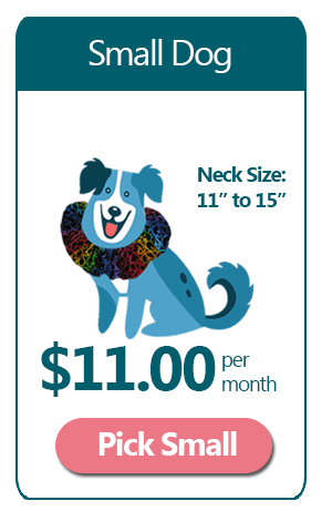 Small 4 Month Ruffle Dog Collar Subscription