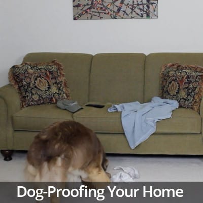 Welcome Home Dog-Proofing Your Home Video