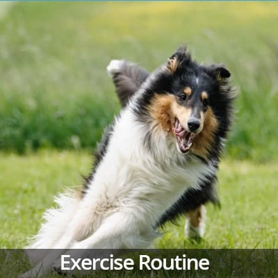 Welcome Home Exercise Routine Video