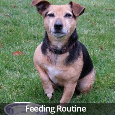 Welcome Home Feeding Routine Video