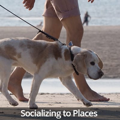 Welcome Home Socializing to Places Video