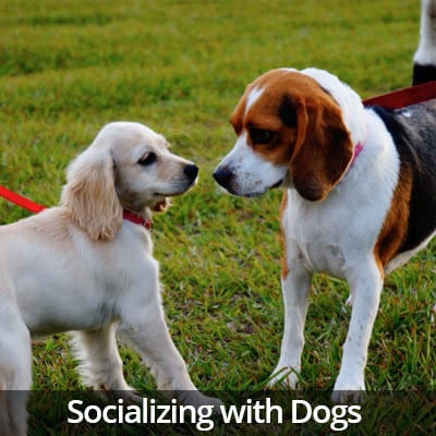 Welcome Home Socializing with Dogs Video
