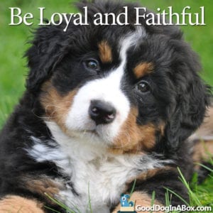 Cute Puppy Pictures Bernese Mountain Dog