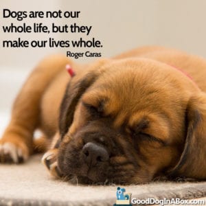 Cute Brown Puppy with Dog Quote Roger Caras