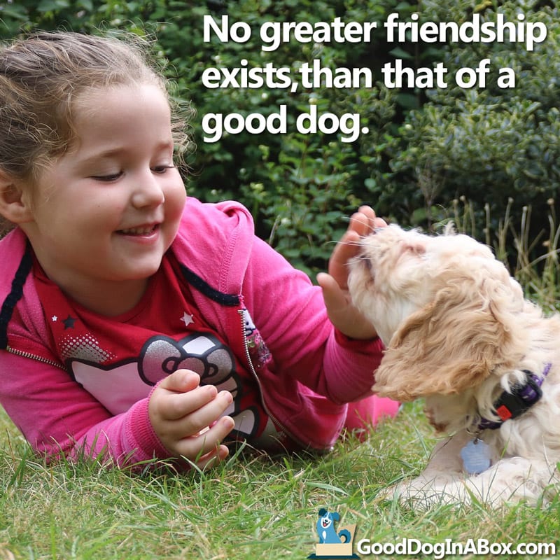 Dog Quotes Golden Retriever Puppy