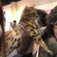 Day One Global Pet Expo 2018