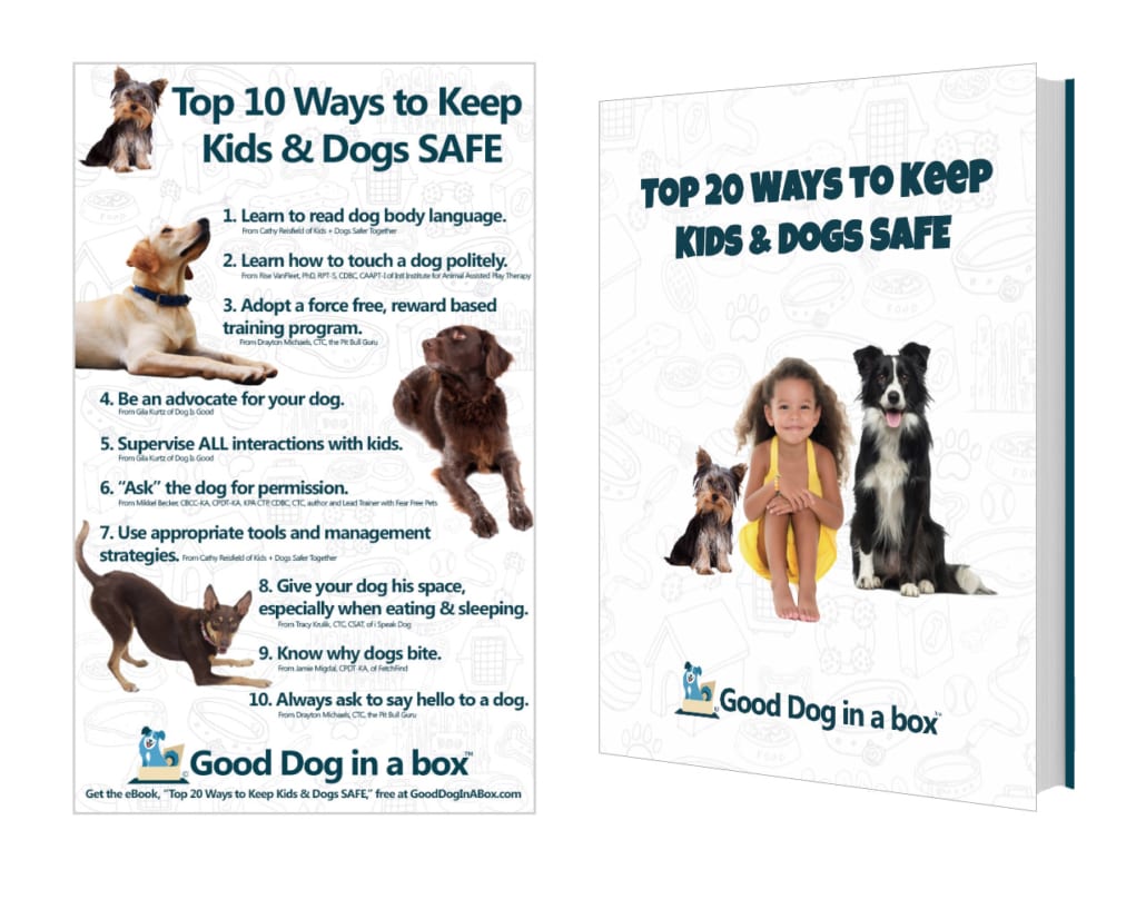 Top Ways To Keep Kids And Dogs Safe Good Dog In A Box