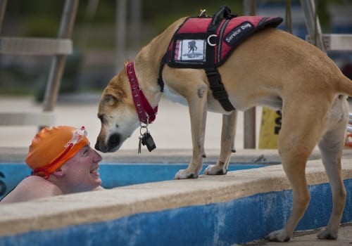 Safety with service dogs